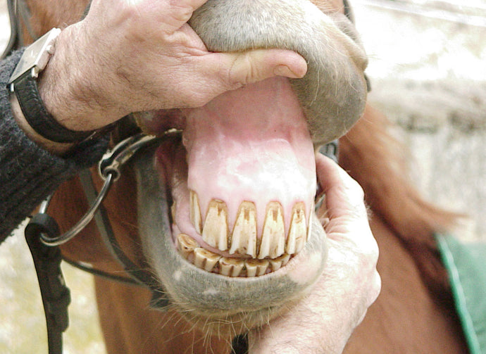 How to prevent periodontal problems in horses
