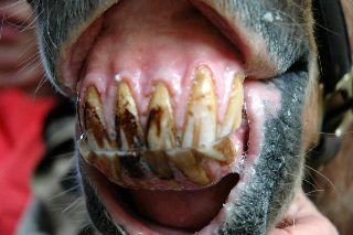 The most important terms in equine dentistry